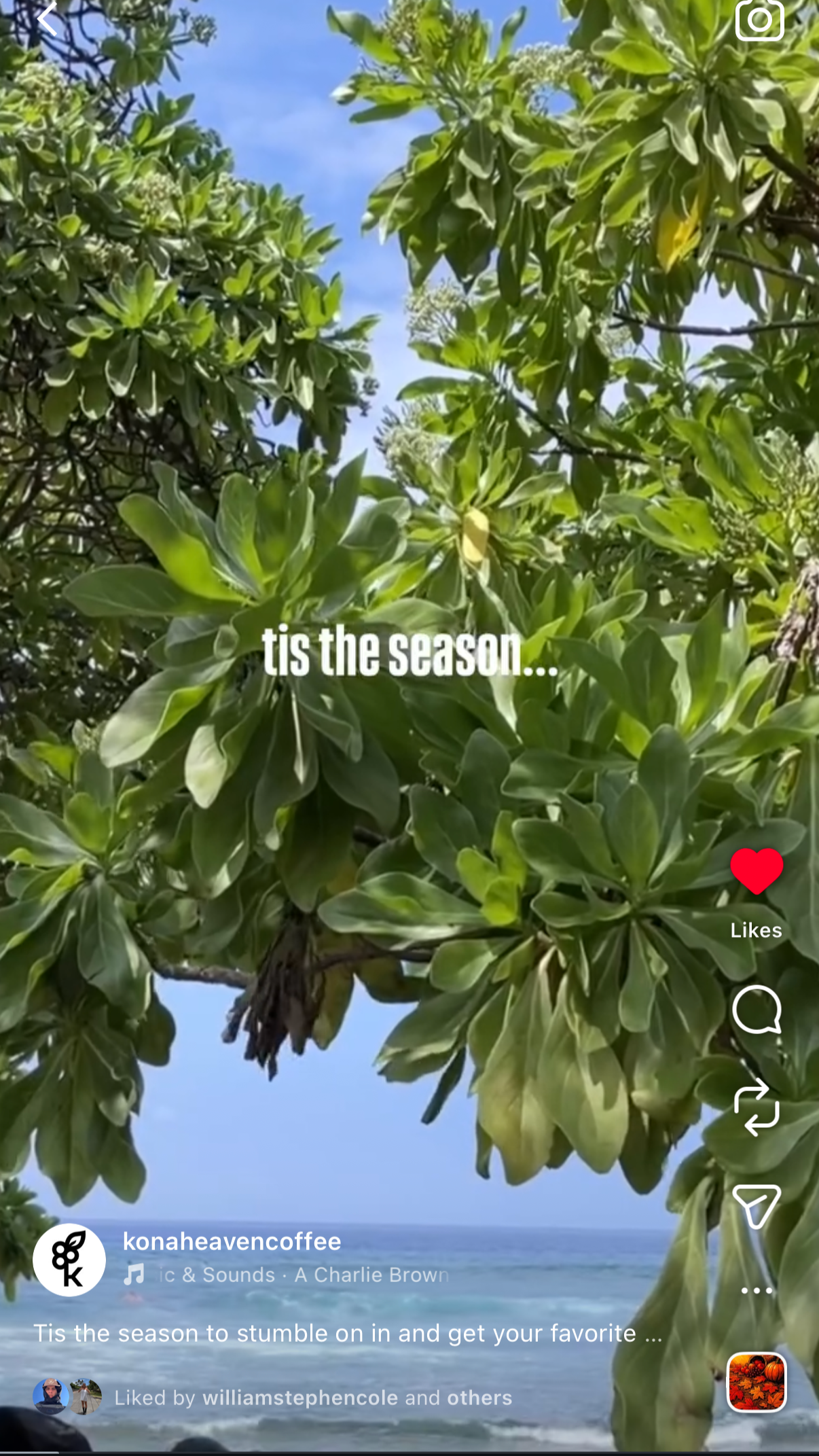 Flowering branches over the ocean